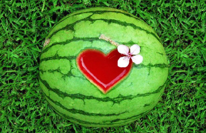 Šta to o lubenici nijeste znali