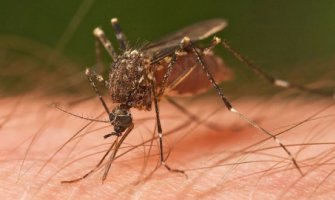 Sezona groznica zapadnog Nila još uvek nije završena