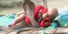 Kraljevske kobre čuvaju bebu (VIDEO)