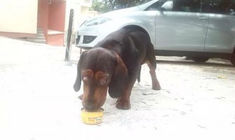 Stravično: U Budvi nađen pas bez očiju