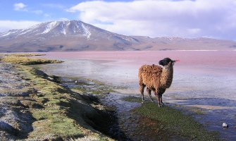 Bolivija: Pronađeno na stotine ljudskih skeleta