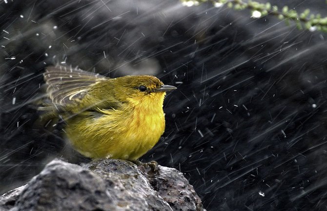 Kiša, do 23 stepena