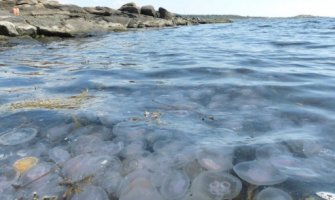 JP Morsko dobro edukuje građane o meduzama