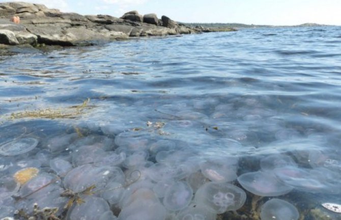 JP Morsko dobro edukuje građane o meduzama