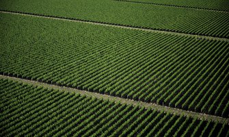 Plantaže u gubitku 2,8 miliona eura