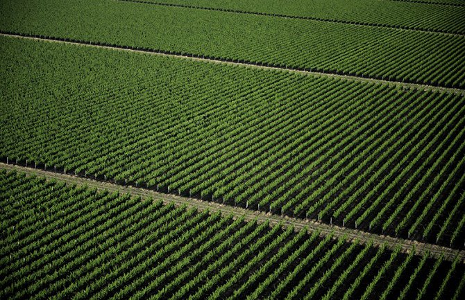 Plantaže u gubitku 2,8 miliona eura