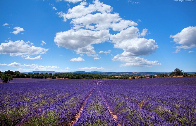 Stiglo deset zahtjeva za podršku podizanju zasada ljekovitog i aromatičnog bilja