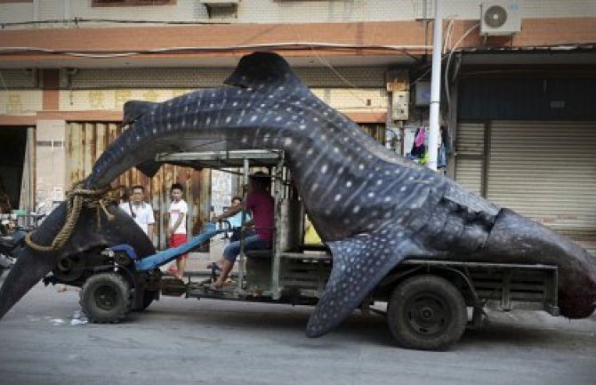 Kineski ribari ulovili  džinovsku ajkulu