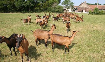 Rusi u Grahovu otvorili farmu koza