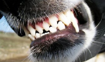 Policajca prilikom pretresa kuće osumnjičenog za dilovanje droge ujeo pas