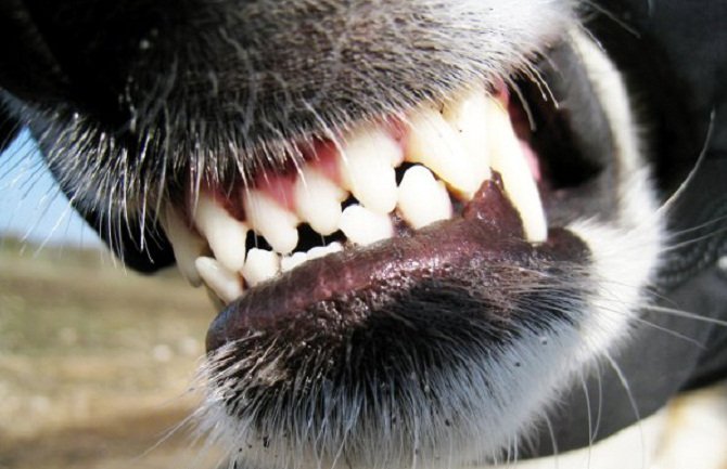 Policajca prilikom pretresa kuće osumnjičenog za dilovanje droge ujeo pas