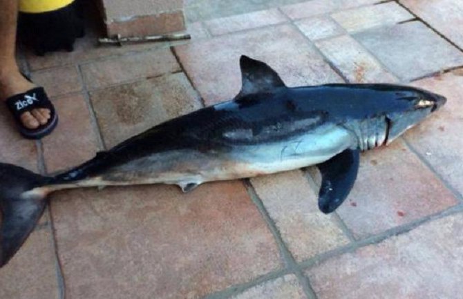 Ulovljen rijedak primjerak male ajkule