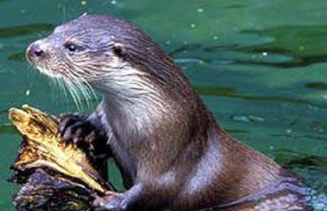 Skadarsko jezero: Vidra koja je bila dovedena do istrijebljenja ponovo na jezeru