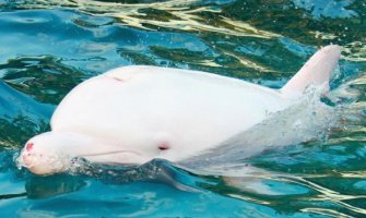 Albino delfin primjećen u Jadranu