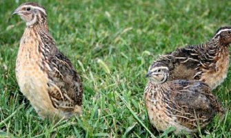 U krivolovu i predsjednici lovačkih društava