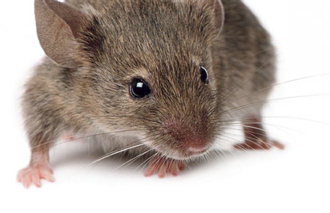 U Crnoj Gori je zabilježeno 27 slučajeva obolijevanja od “mišje groznice”