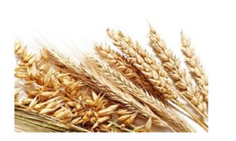 EU će uvesti carine na uvoz ruskog i bjeloruskog žita