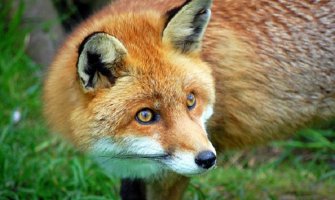 Prevencija bjesnila u Crnoj Gori je uspješna