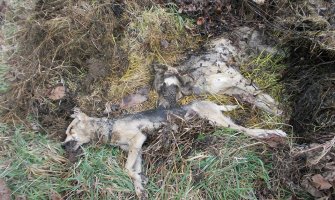 PG: Strah zbog masovnog trovanja pasa