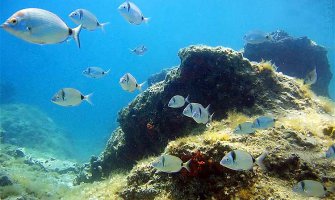 Sve više novih vrsta morskih organizama u Jadranu