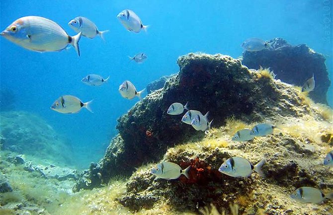 Sve više novih vrsta morskih organizama u Jadranu