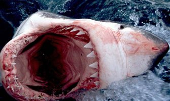 Ajkula odgrizla surferu obje ruke