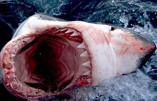 Ajkula odgrizla surferu obje ruke