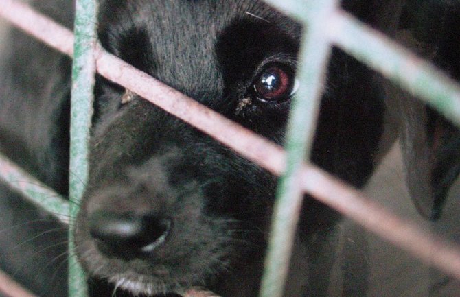 Riješiti probleme u vezi sa neodgovornim vlasništvom i bezdomnim životinjama