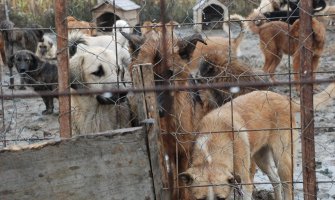 Ljubav prema psima ujedinila Albance i Srbe na Kosovu