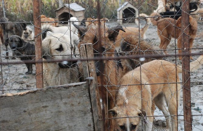 Ljubav prema psima ujedinila Albance i Srbe na Kosovu