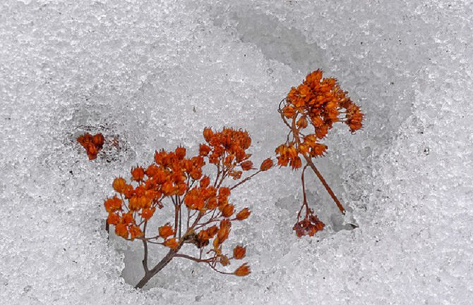Snijeg u Kolašinu, na Žabljaku, u Pljevljima