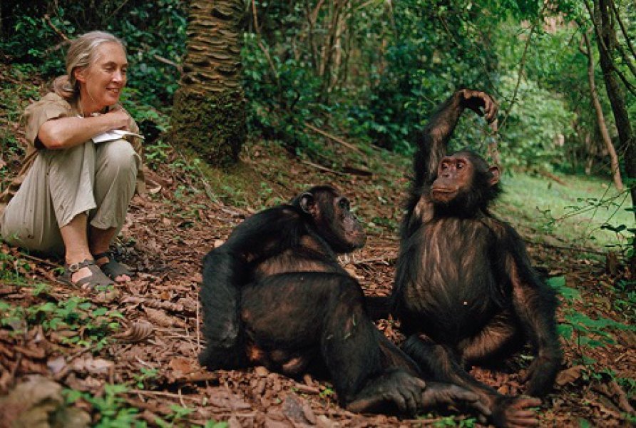 janegoodallbirthdaychimpslaughing990