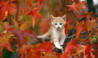 Na sjeveru prijepodne slabe padavine,temperatura do 20 stepeni