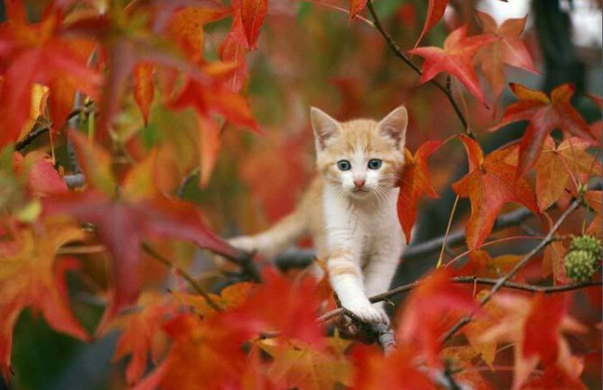 Na sjeveru prijepodne slabe padavine,temperatura do 20 stepeni