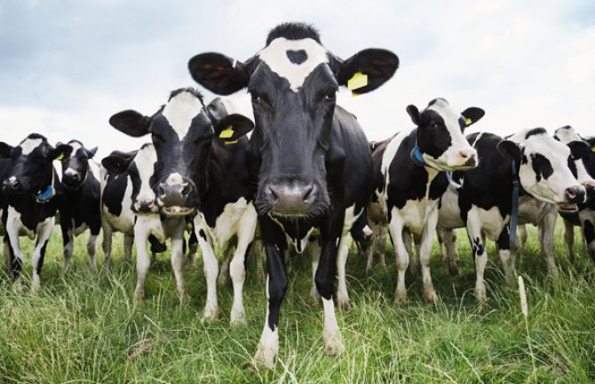 Krave dovode pred Vladu