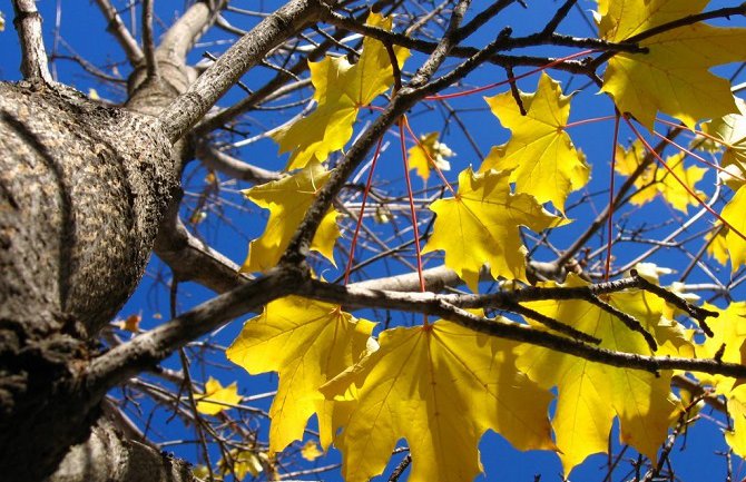 Sjutra uglavnom bez padavina, temperatura do 20 stepeni