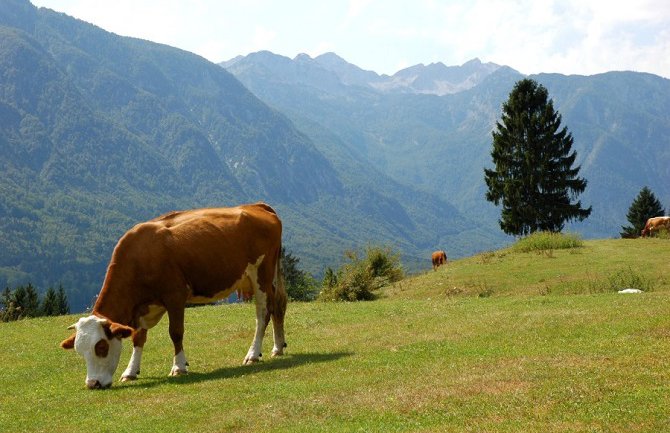 Premije za naše poljoprivrednike