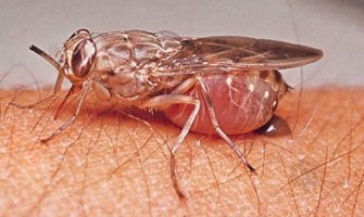 Kuga na Madagaskaru odnijela 40 života