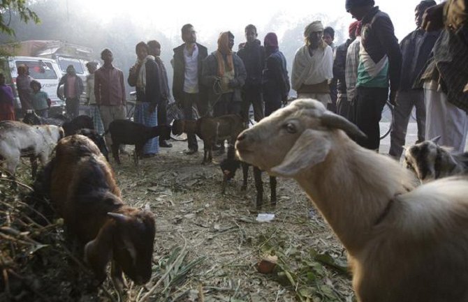 Žrtvovanje hiljadu  životinja u čast boginje Gadhimai