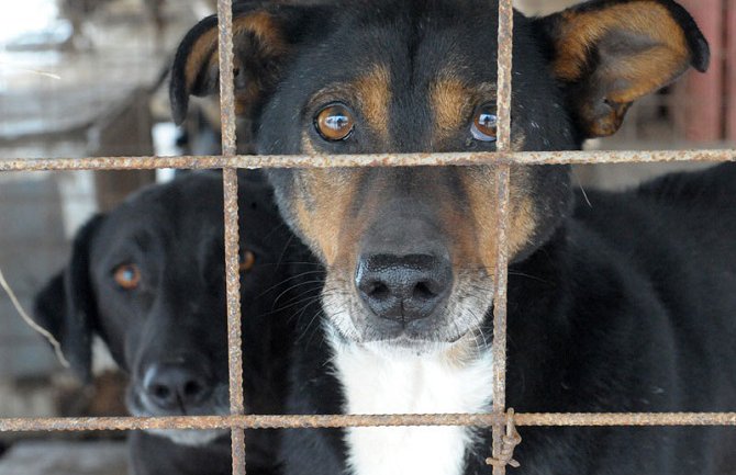 Studenti prikupljaju novac i opremu za azil za pse