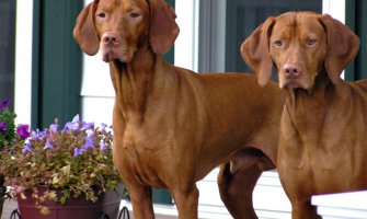 Podgorica: Ukradeni psi vrijedni 50.000 eura