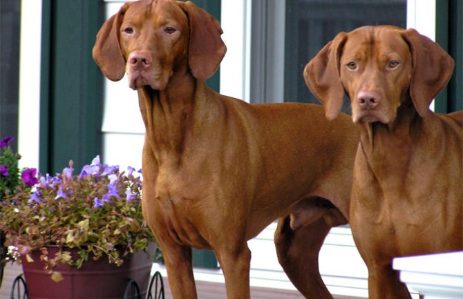 Podgorica: Ukradeni psi vrijedni 50.000 eura