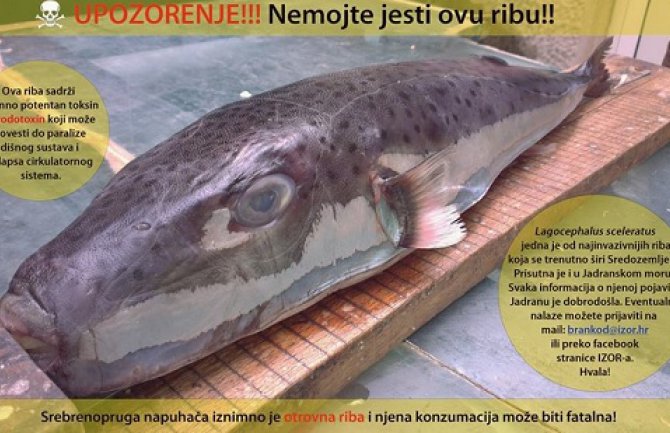 Oprez: Nemojte jesti ovu ribu!