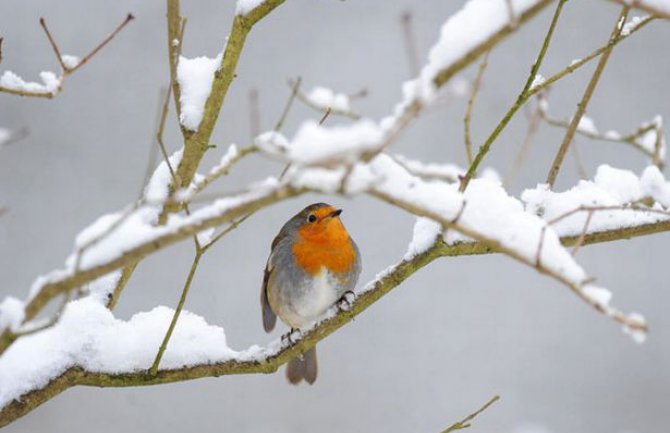 Od sjutra snijeg u cijeloj Crnoj Gori