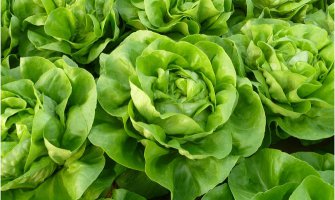 Zelena salata prirodni lijek za sve zdravstvene probleme
