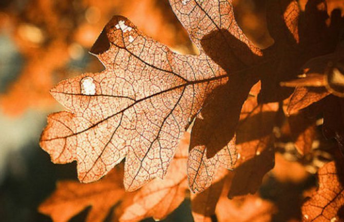 Za Božić tri neradna dana