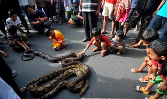 Indonezija: Mališani u igri s pitonima na ulicama Surakarta  (FOTO)
