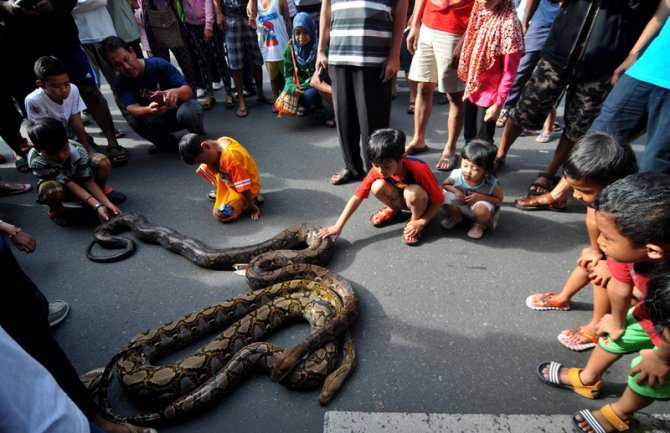 Indonezija: Mališani u igri s pitonima na ulicama Surakarta  (FOTO)