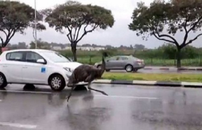 U Izraelu odbjegli emu oduševio vozače ( Video)
