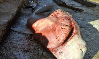 Prvi ulov u ovoj godini-volina duga 3,8 metara